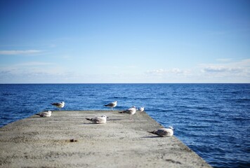 seagulls on the sea