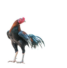Gamecocks have red feathers alternating with black isolated on white background. © chittakorn