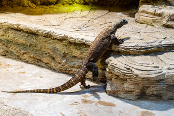 Giant lizard walking on stony steps