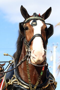 Budweiser Clydesdale Horses