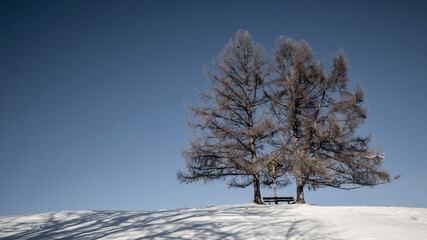 Zwei Bäume tanzen im Schnee