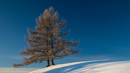 Zwei Bäume im Winter auf einem Hügel