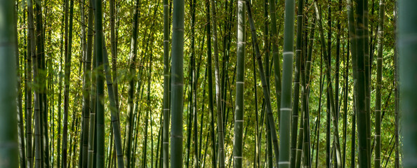 Fototapeta na wymiar Ein Bambuswald in einem Park in Shanghai - China.