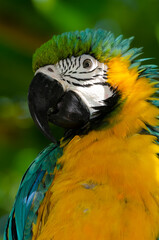 The macaws, one of the most colorful birds, present in South America