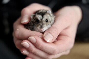 mein Freund der Hamster