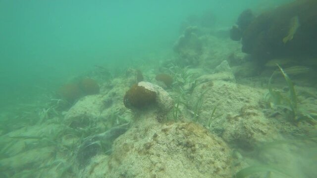 Lion Fish looking for foof seen near the beach of Tulum