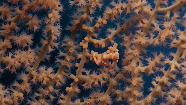 Orange Pygmy Seahorse Denise swimming inside an orange sea fan