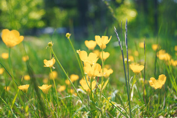 yellow wild summer spring flowers beautiful natural background in sunny day horizontal macro photo 