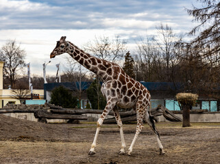 Big giraffe Giraffa walk on sandy square