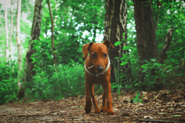  pet puppy on a summer walk in the woods portrait of an animal gnashing a tree branch