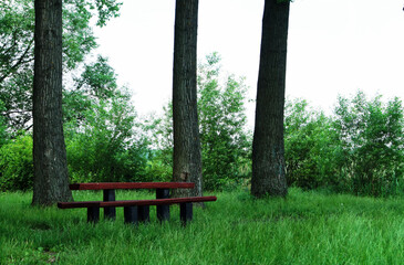 beautiful place to relax in nature wooden benches between large trees summer landscape