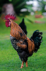 The rooster crows in the morning and raises its song in the henhouse.