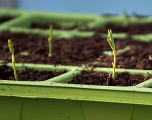 sweet peas  seedling  green house  seed tray 