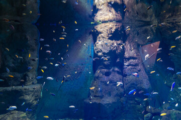 A lot of small colorful fishes in large aquarium