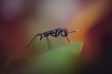 Mosquitoes are transmitters of various diseases in the jungle