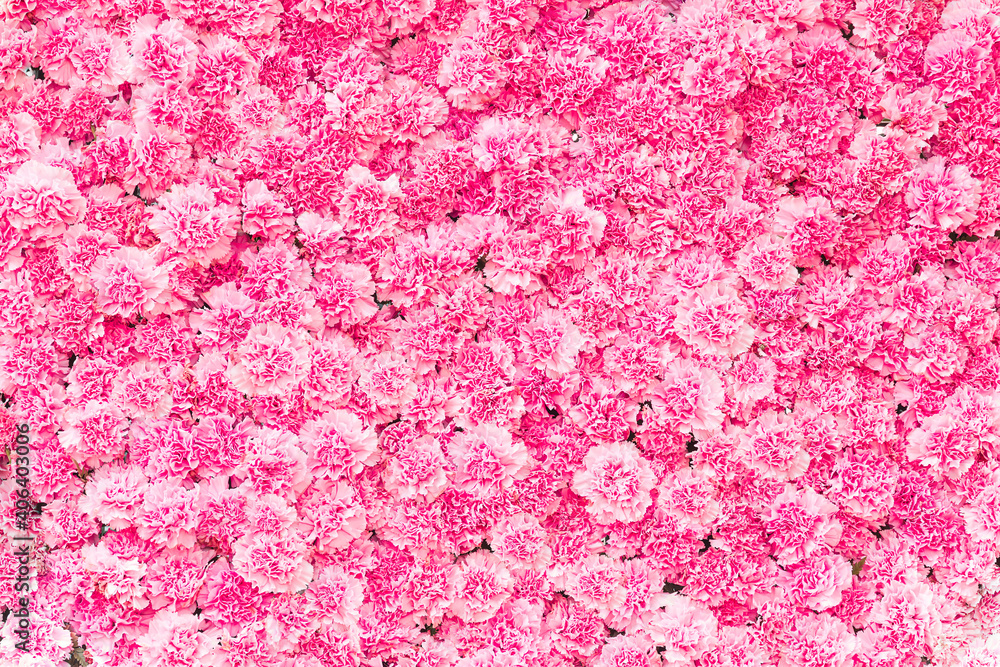 Sticker beautiful pink carnation flower background