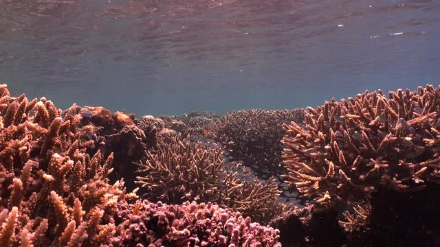 Underwater coral reef scene with staghorn corals close to the water surface