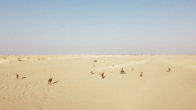 Herd of Camels walking in the Arabian Desert