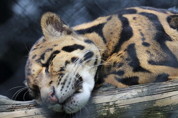 close up portrait of a leopard