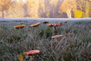 autumn in the forest