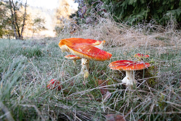 fly mushroom