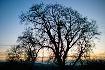 Obraz na płótnie Canvas A bare winter tree silhouette at sunset