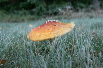 mushroom in the grass