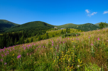 Fototapeta na wymiar Pink blooming Sally and yellow hypericum flowers on summer mountain slope. In far - Pozhyzhevska weather and botanic stations (building was laid in 1901), Chornohora ridge, Carpathian, Ukraine.