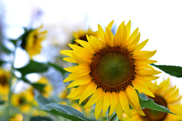 Fresh Sunflower blooming in the morning sun shine with nature background in the garden, Thailand.