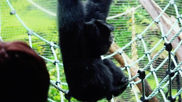 Siamang Gibbon Howling While Hanging In A Swing Net At Natural Forest Park Zoo. - Close Up