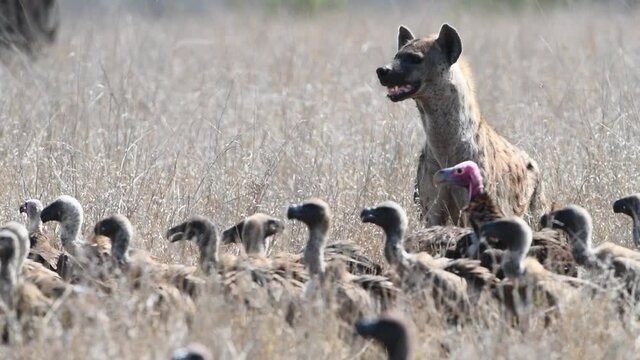 Wide shot of a spotted hyena standing in the long dry grass with lots of vultures in front of it and a black-backed jackal passing by, Kruger National Park. 