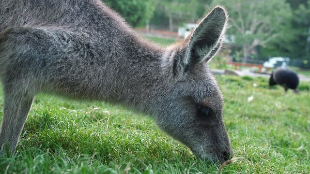 Joey Western Grey Kangaroo Eating Grass During Daytime In Forest Park. - Close Up Shot