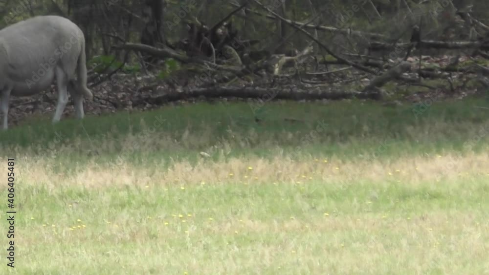 Poster herd of sheep grazing and running on the field during the day. -close up shot