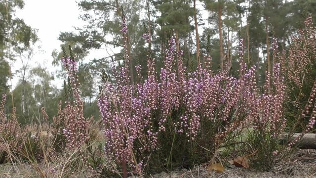 A thicket of wild plink flower bushes growing in forest. People on bikes going by.