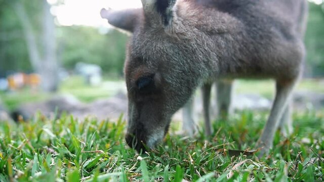 Baby Wallaby Grazing On Green Pasture During Daytime. - Close Up, Slow Motion