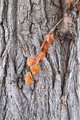 Branch with dry leaves on the background of the tree bark - close-up