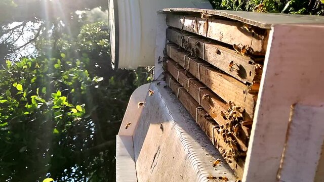 Honey bees flying around a nuc five frame hive box in the sunlight in vertical HD 30p slow motion