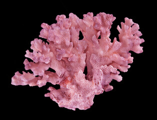 Coral isolated on black background