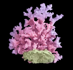 Coral isolated on black background © Dmitry