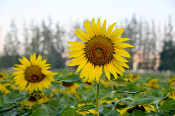 Fototapeta premium Fresh Sunflower blooming in the morning sun shine with nature background in the garden, Thailand.