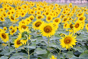 Fototapeta premium Fresh Sunflower blooming in the morning sun shine with nature background in the garden, Thailand.