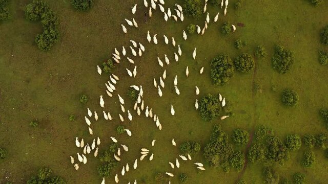 Top View Of Pester Plateau Landscape In Southwest Serbia - Sheeps In The Pasture - aerial descend