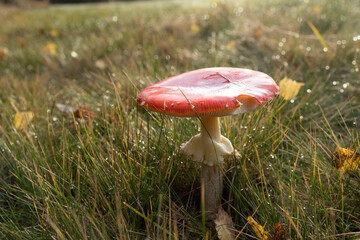 mushroom in the grass