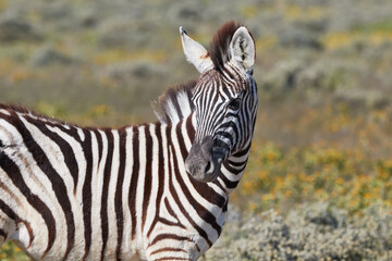 Fototapeta na wymiar Close-up of a zebra in Etosha