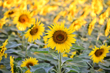 Fresh Sunflower blooming in the morning sun shine with nature background in the garden, Thailand.