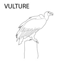 vulture with pen tool