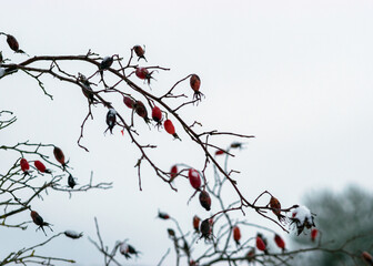 Fototapeta premium abstract tree branch patterns, snowy tree branches with red berries, beautiful winter texture, suitable for wallpaper