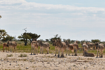Fototapeta na wymiar Herd of zebras in Etosha