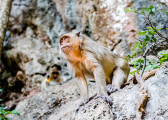 A monkey looking into the distance in Thailand