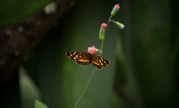 Closeup of an orange-patched Anthanassa drusilla on a flower in Botanical Garden of Medellin Antioquia Colombia